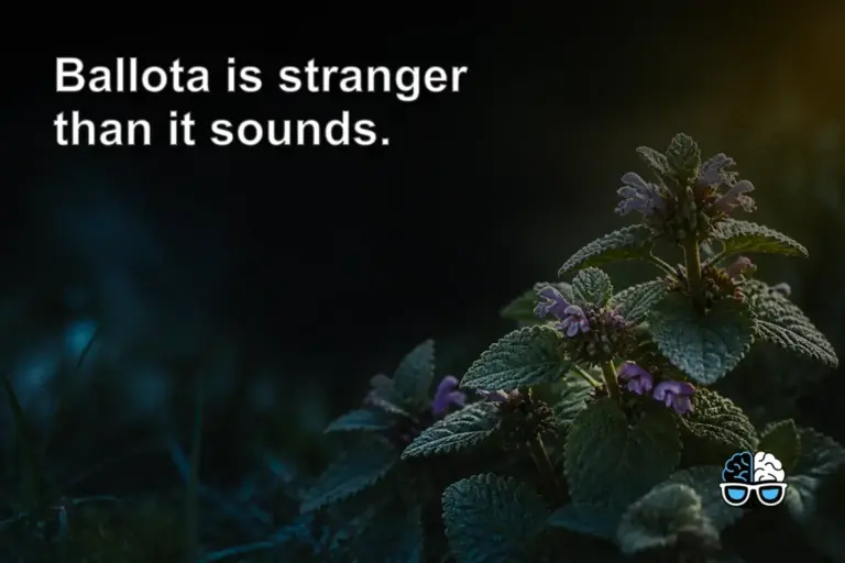 Ballota is stranger than it sounds.