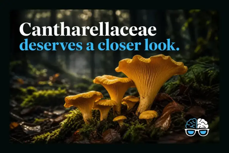 Cantharellaceae deserves a closer look.