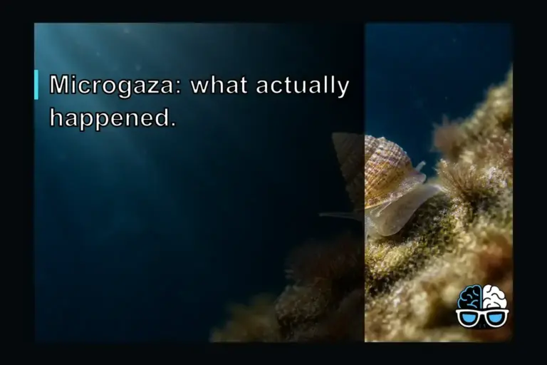 Microgaza: what actually happened.