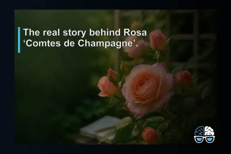The real story behind Rosa ‘Comtes de Champagne’.
