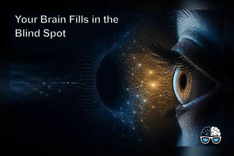 Your Brain Fills in the Blind Spot