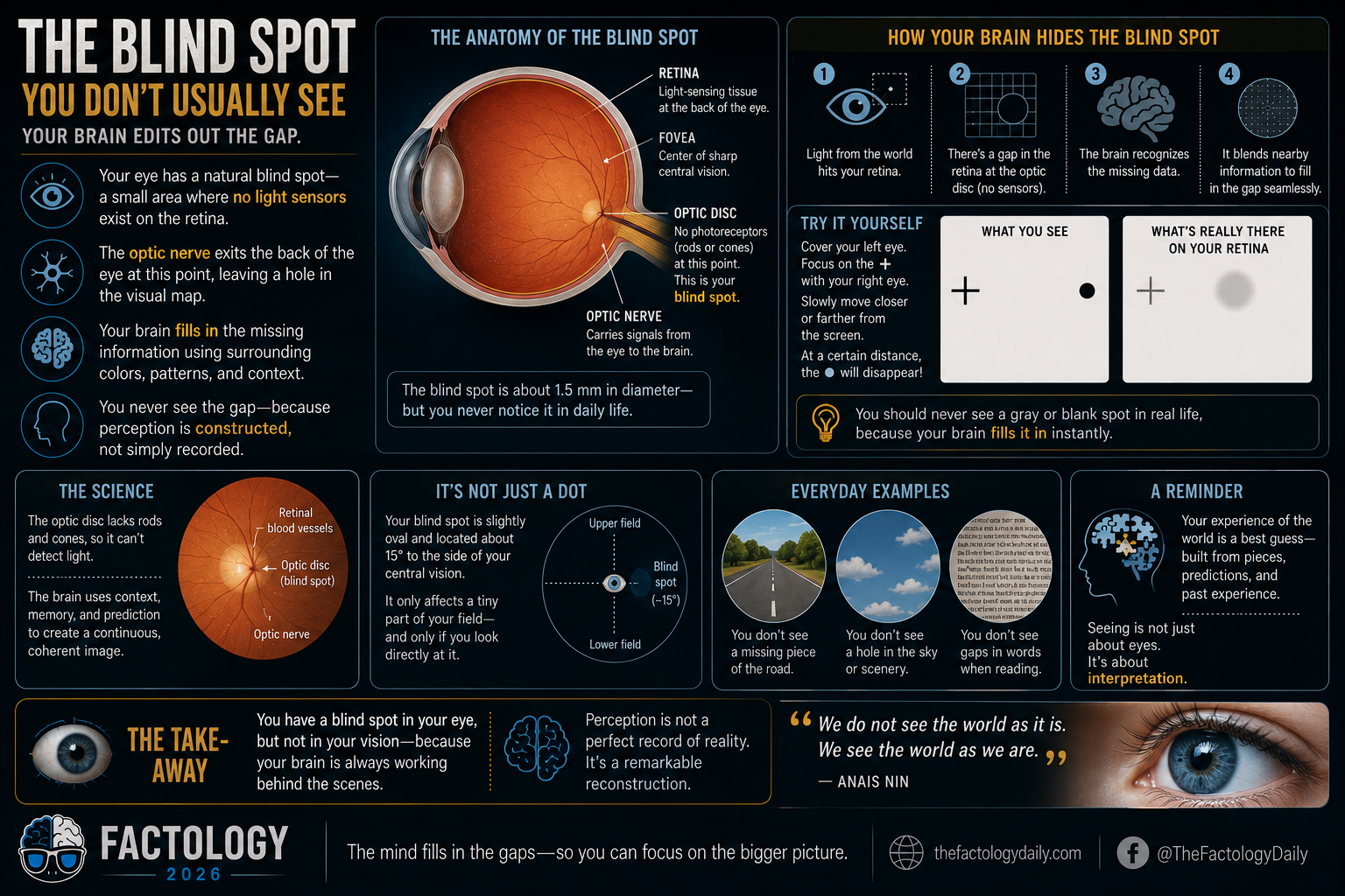 Your Brain Fills in the Blind Spot